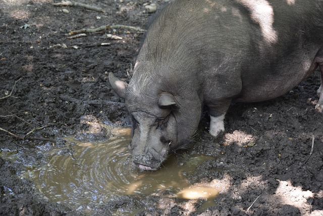 支球隊的拉 支球隊的拉